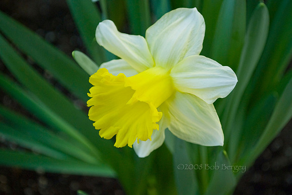 Daffodil