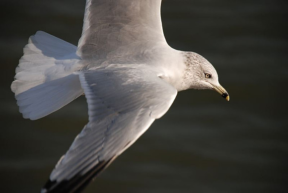 In Flight