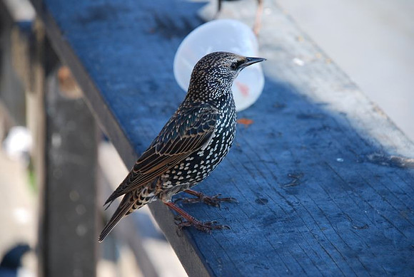Bird Food