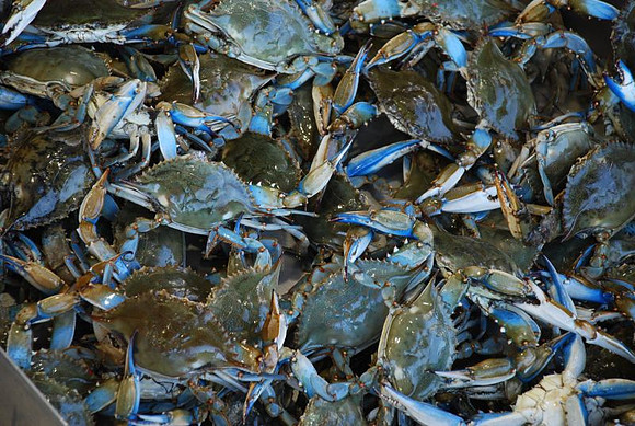 Crabs