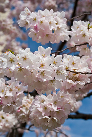 Cherry Blossoms