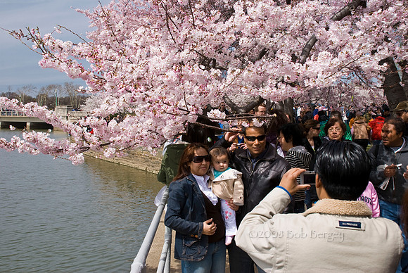 Cherry Blossoms