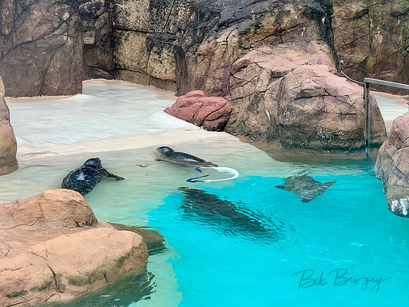 Seals at the Aquarium in Riverhead, NY
