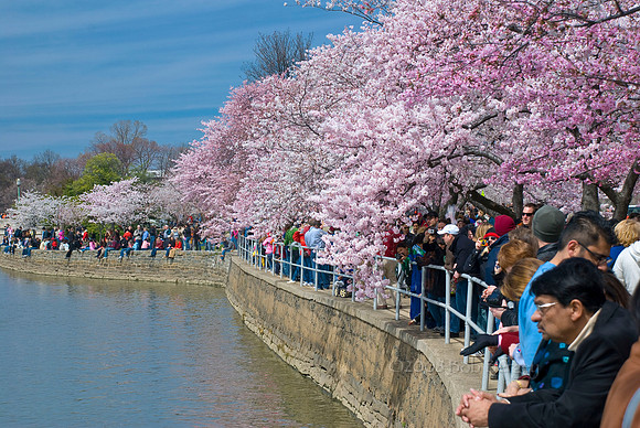 Cherry Blossoms Along the Tidal Basin