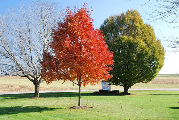 Three Trees