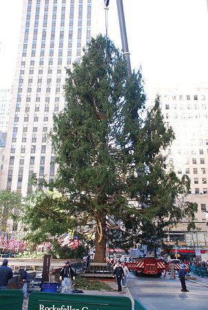 The Christmas Tree
