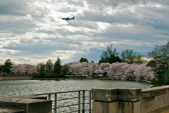Cherry Blossoms