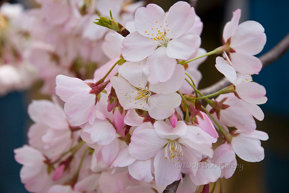 Cherry Blossoms