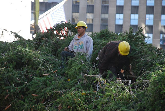 The Christmas Tree