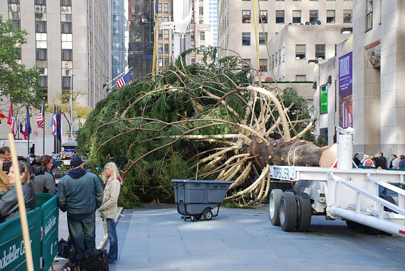The Christmas Tree