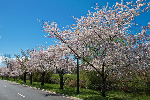 Cherry Blossoms on Hains Point