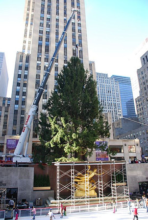 The Christmas Tree