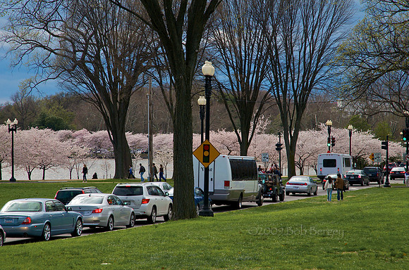 Cherry Blossoms Bring Traffic