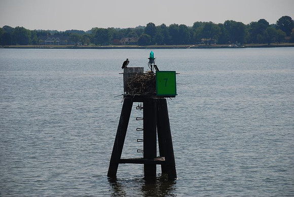 Osprey Nest