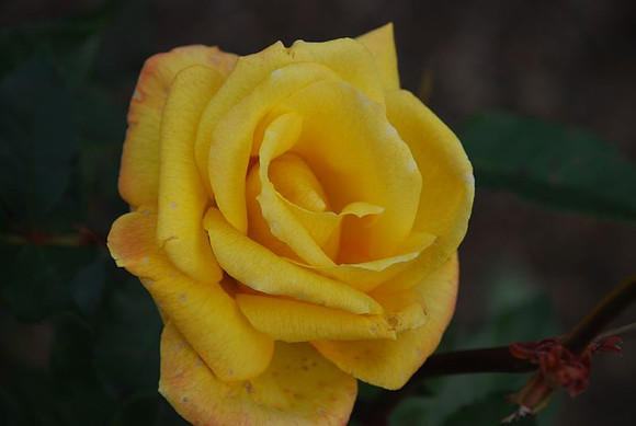 Winter Rose