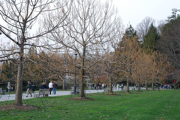 Christmas Trees