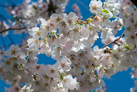 Cherry Blossoms