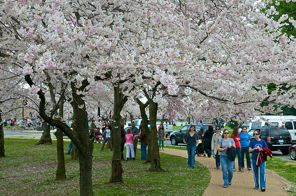 Blossoming Cherry Trees Around the Tidal Basin