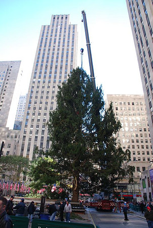 The Christmas Tree