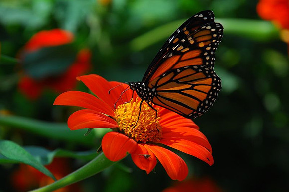 Monarch Butterfly